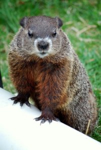 Dramatic_Woodchuck_by_HankaBanka