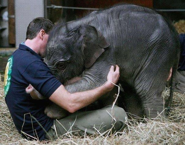 scared-little-baby-elephant