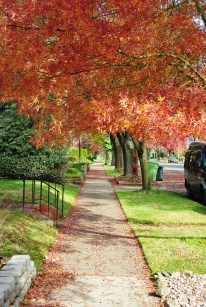 Sidewalk_in_autumn_-_Salem,_Oregon