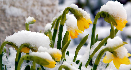 173-daffodils-in-snow-for-web