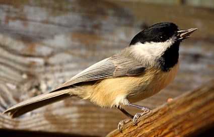 black_capped_chickadee_1