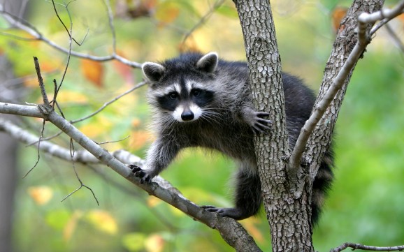 raccoons-on-a-tree-wallpaper-1